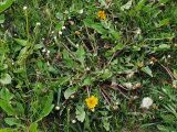 Taraxacum officinale. Цветущее и плодоносящее растение по соседству с тем, что на фото №19600. Санкт-Петербург, пустырь. 20 мая 2009 г.