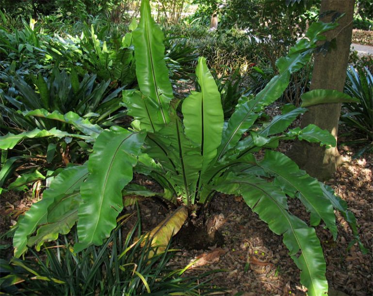 Image of Asplenium nidus specimen.