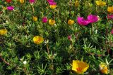 Portulaca grandiflora