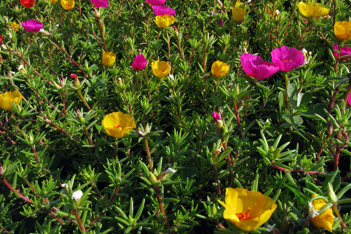 Image of Portulaca grandiflora specimen.