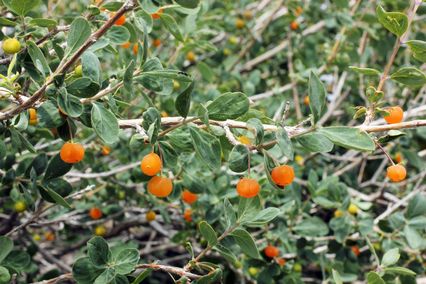 Image of Lonicera microphylla specimen.