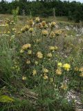 Centaurea salonitana