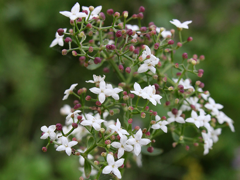 Изображение особи Galium rubioides.