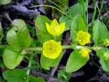 Lysimachia nummularia