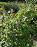 genus Amaranthus