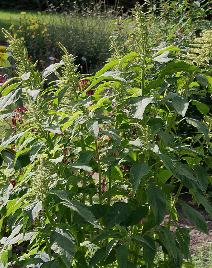 Image of genus Amaranthus specimen.