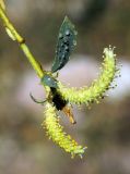 Salix niedzwieckii