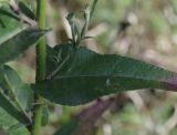 genus Picris