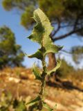 Crepis rhoeadifolia. Лист. Краснодарский край, окр. г. Геленджик, прибрежная гора, каменистый склон. 24.08.2013.