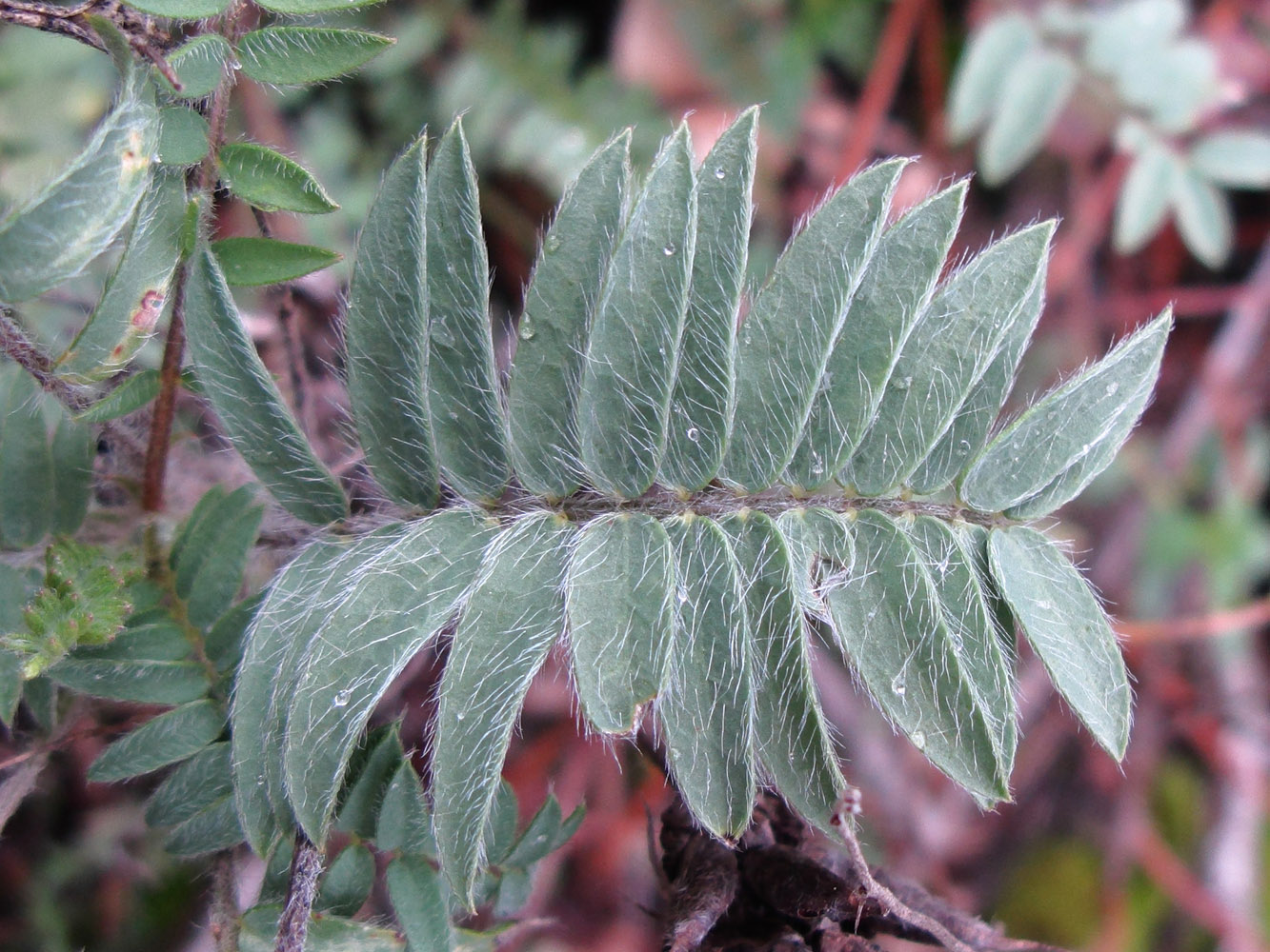 Image of Oxytropis pilosa specimen.