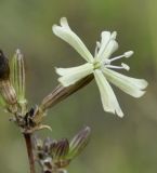 Image of specimen