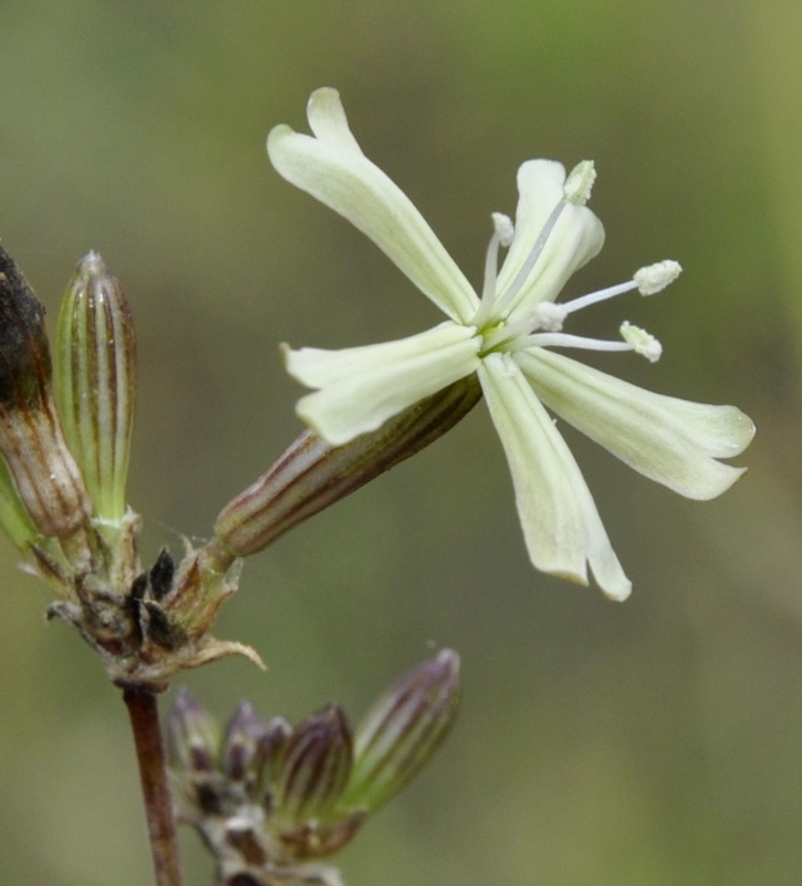 Image of Silene skorpilii specimen.