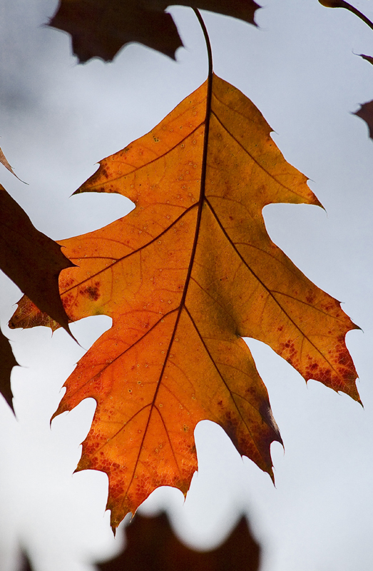 Изображение особи Quercus rubra.