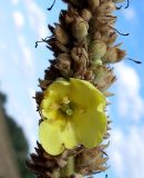 Verbascum densiflorum. Часть соплодия с цветком. Ростовская обл., Усть-Донецкий р-н, Нижне-Кундрюченский заказник, окр. станицы Усть-Быстрянская, опушка леса на арене (песчаной террасе). 07.09.2012.