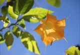 Brugmansia aurea. Верхняя часть побега с цветком. Черноморское побережье Кавказа, Геленджикский р-н, с. Кабардинка, Старый парк, в культуре. 9 ноября 2013 г.