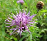 Centaurea jacea. Соцветие с кормящейся мухой-журчалкой (Sphaerophoria). Беларусь, Гродненская обл., окр. г. Новогрудок. 05.08.2013.