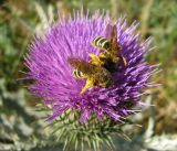 Onopordum acanthium