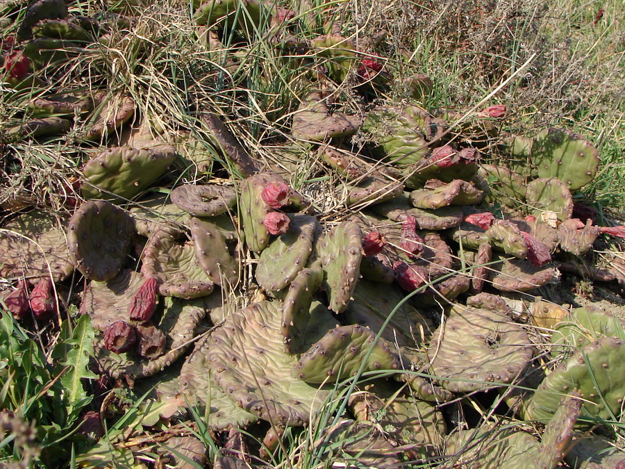 Image of Opuntia humifusa specimen.