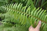 Nephrolepis hirsutula. Верхушка вайи (вид сверху). Таиланд, остров Пханган. 24.06.2013.