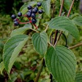 Swida alternifolia