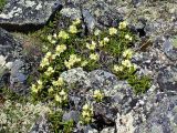 Rhododendron aureum