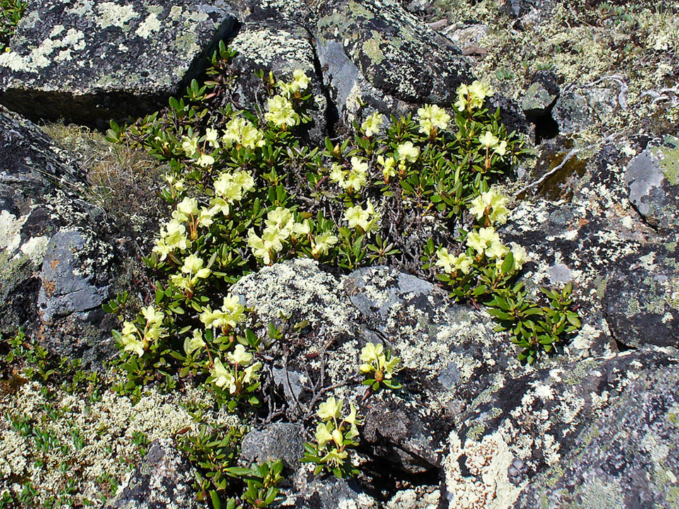 Image of Rhododendron aureum specimen.