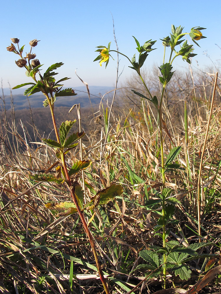 Изображение особи Potentilla caucasica.