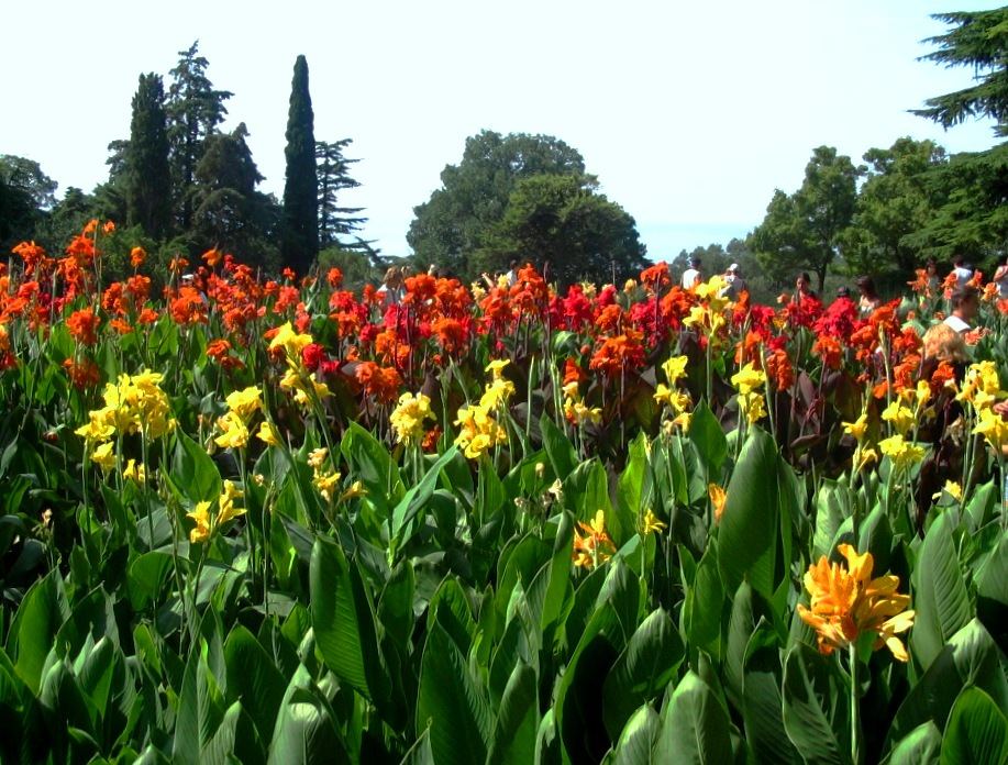 Изображение особи Canna × generalis.