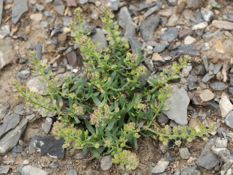 Image of Lepidium apetalum specimen.