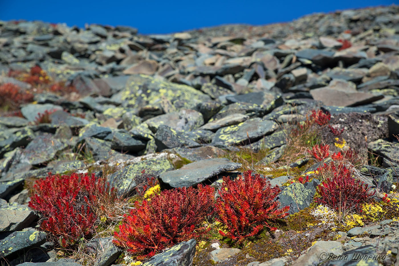 Изображение особи род Rhodiola.