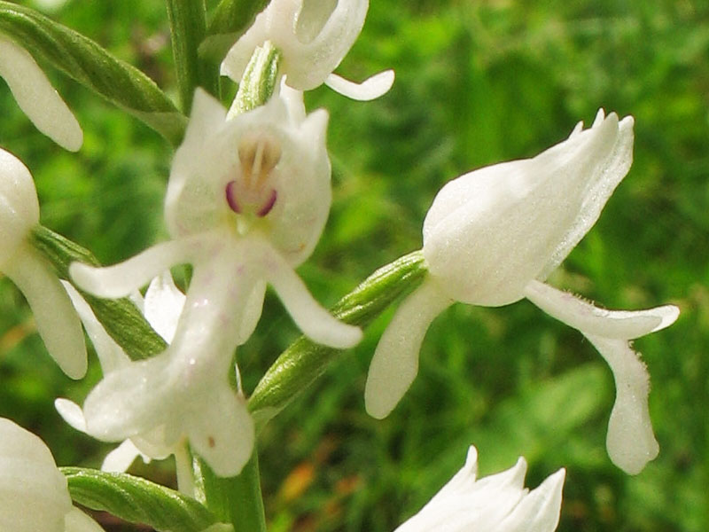 Изображение особи Orchis militaris.