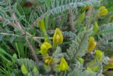 Astragalus atrovinosus