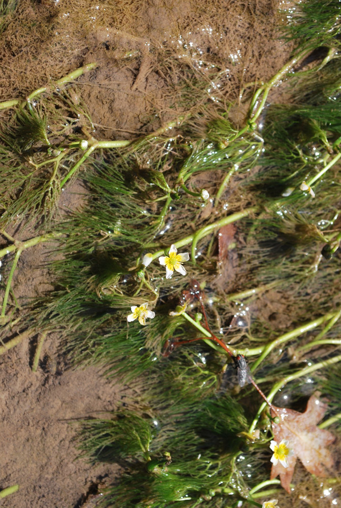 Image of Ranunculus trichophyllus specimen.