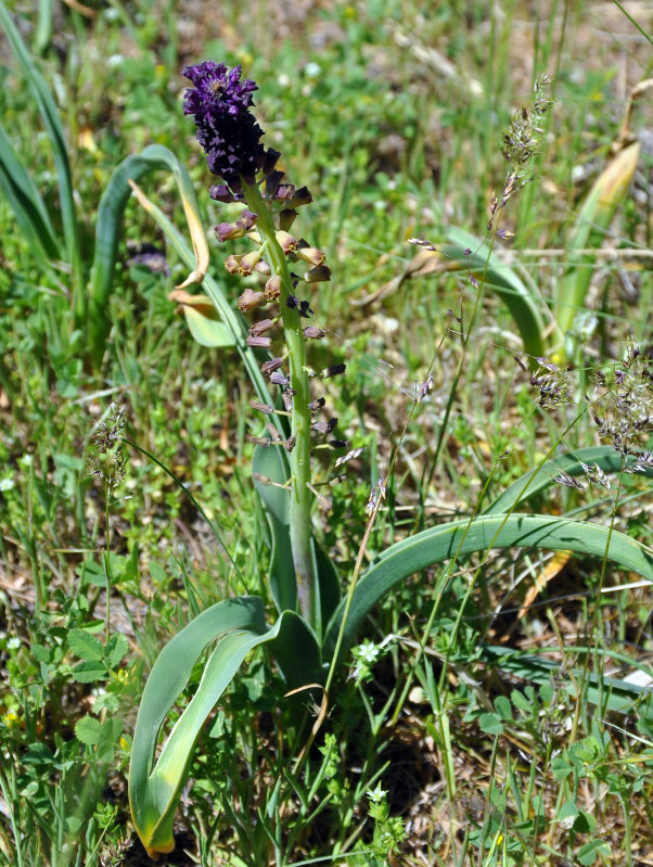 Изображение особи Leopoldia caucasica.