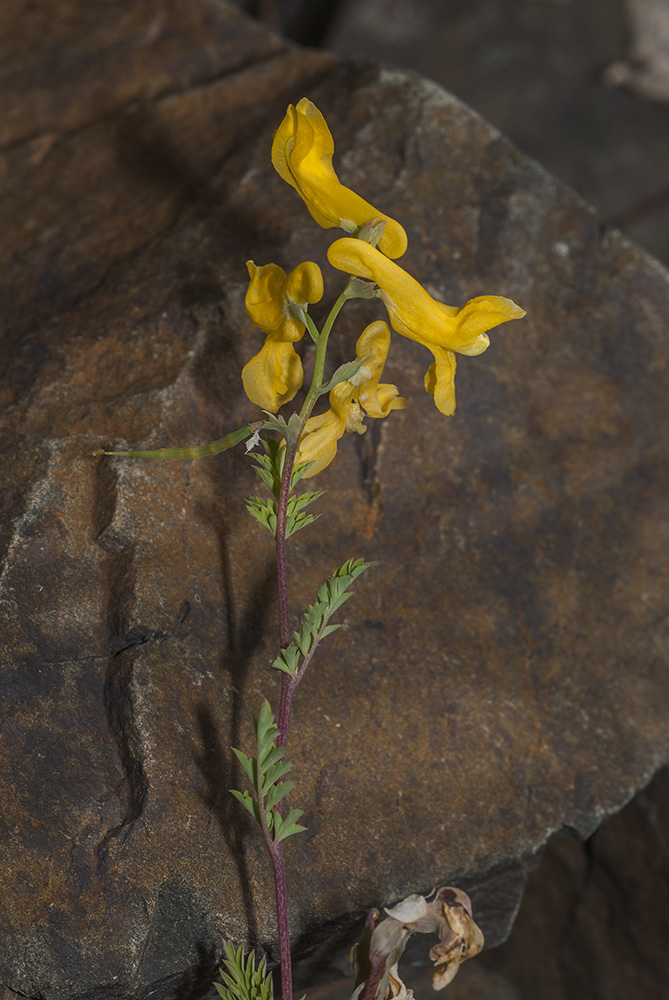 Image of Corydalis speciosa specimen.