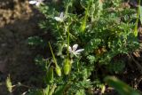 Erodium cicutarium