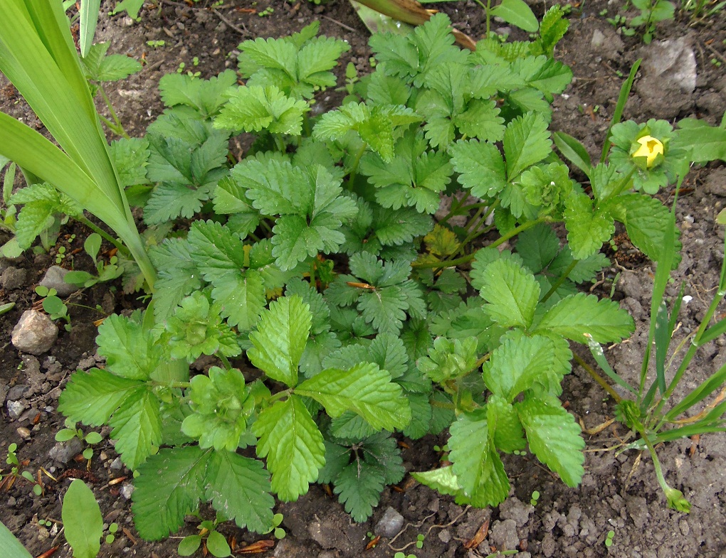 Изображение особи Duchesnea indica.