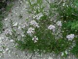 Iberis simplex