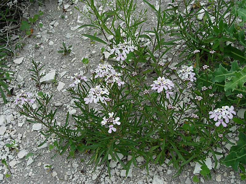 Image of Iberis simplex specimen.