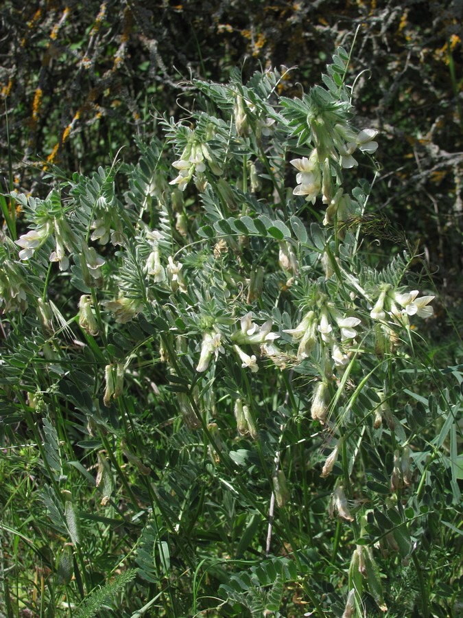 Image of Vicia pannonica specimen.