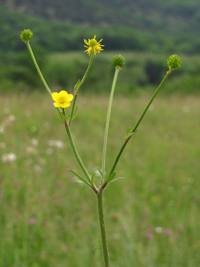 Image of Ranunculus neapolitanus specimen.