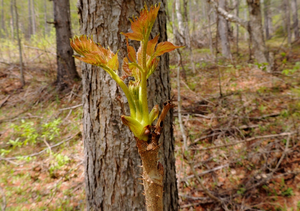 Изображение особи Aralia elata.