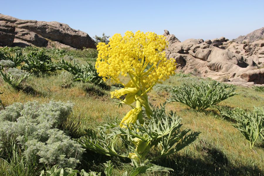 Изображение особи Ferula kuhistanica.