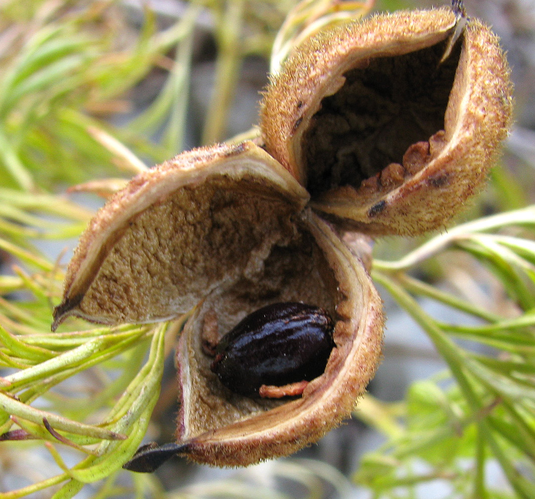 Изображение особи Paeonia tenuifolia.