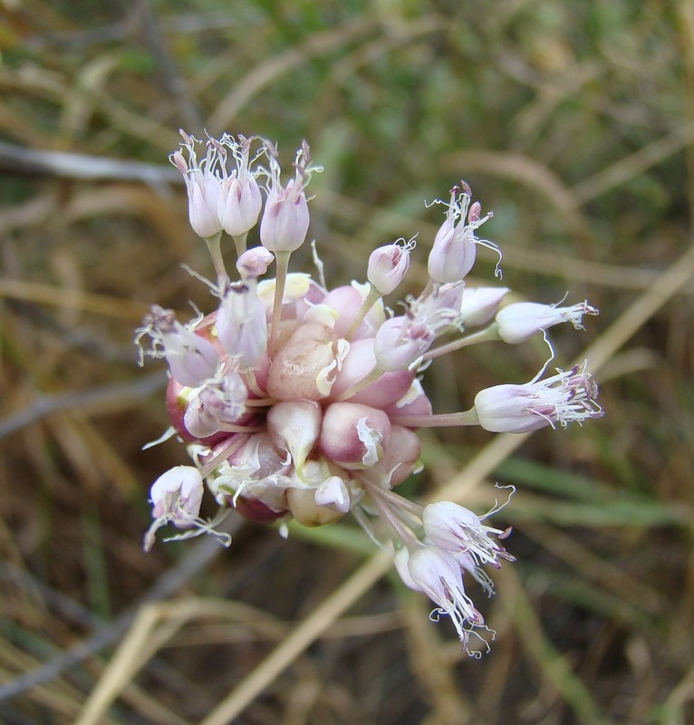 Image of Allium sativum specimen.
