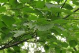 Sorbus alnifolia