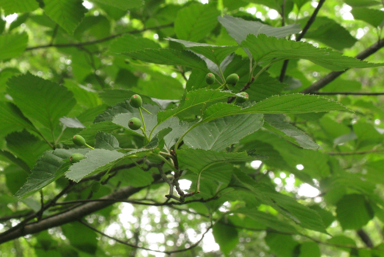 Изображение особи Sorbus alnifolia.