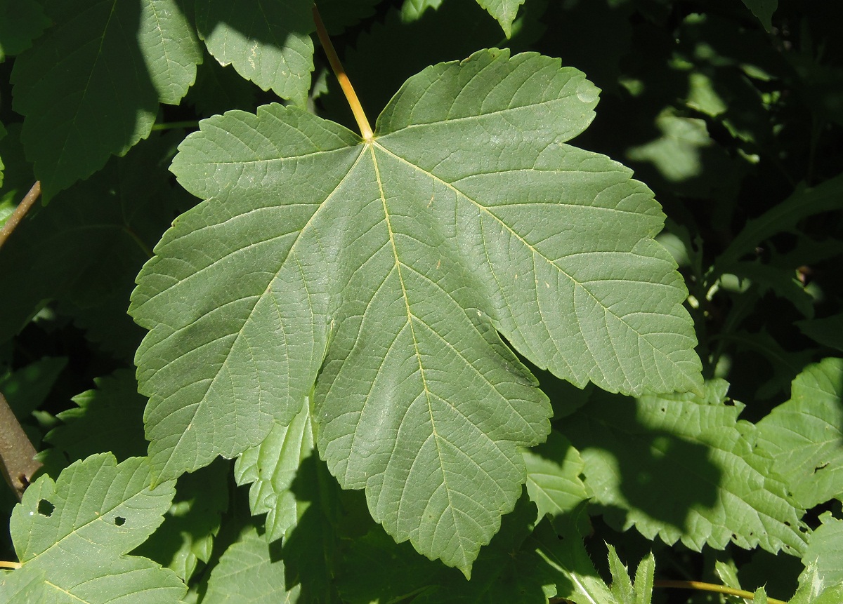 Image of Acer pseudoplatanus specimen.
