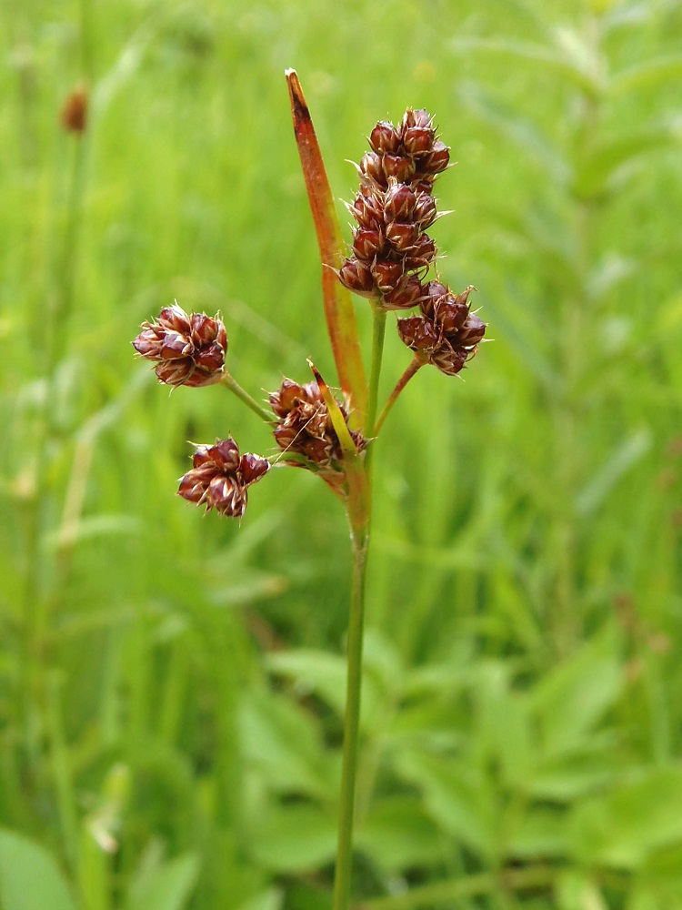 Изображение особи Luzula multiflora.