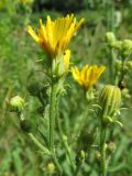 Picris hieracioides